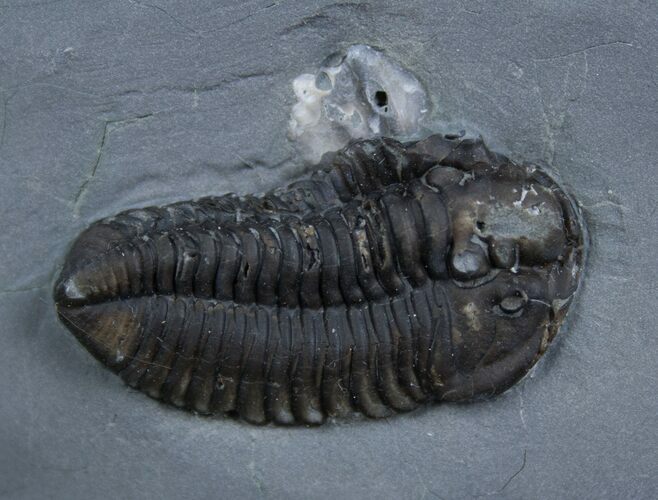 Large Inch New York Calymene Trilobite #2143